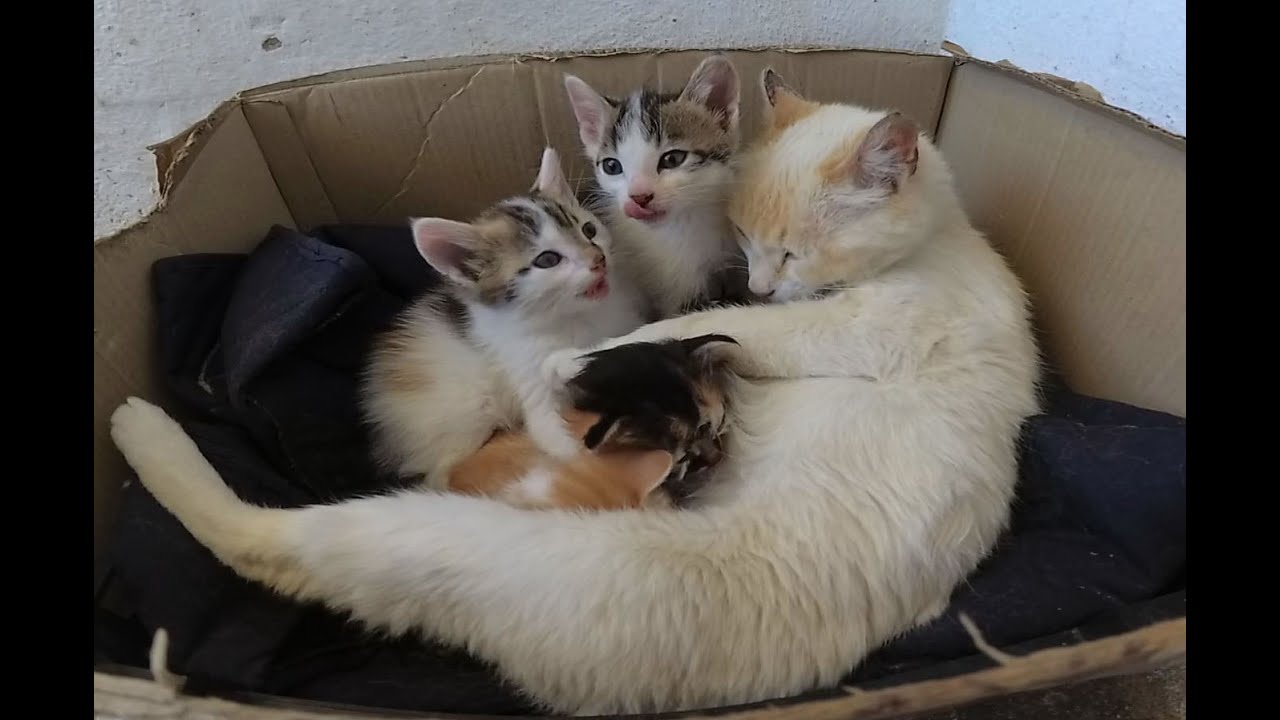 ASMR 🐾 Mom Cat Nursing Cute Little Kittens 🐾
