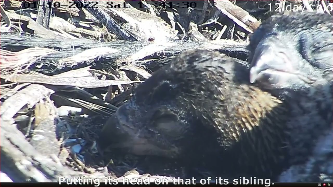 The 44 days of life of number 2 at Port Lincoln Osprey