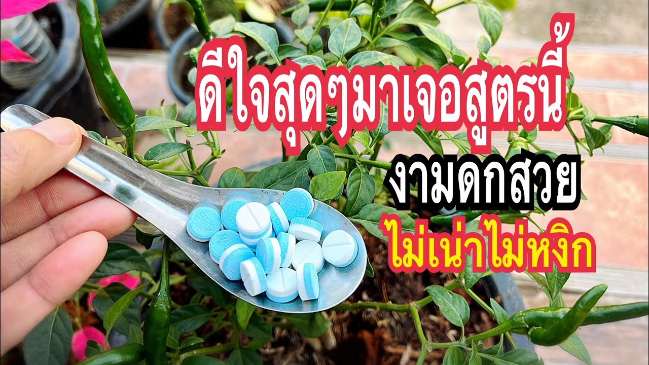 ง่ายสุดแชร์เลย!!สูตรแก้พริกเน่าได้แล้วเร่งดอกผลเต็มทั้งสวนผักสวยงามใบเขียวสูตรเจ้าของสวนแม่ก้อยพาทำ