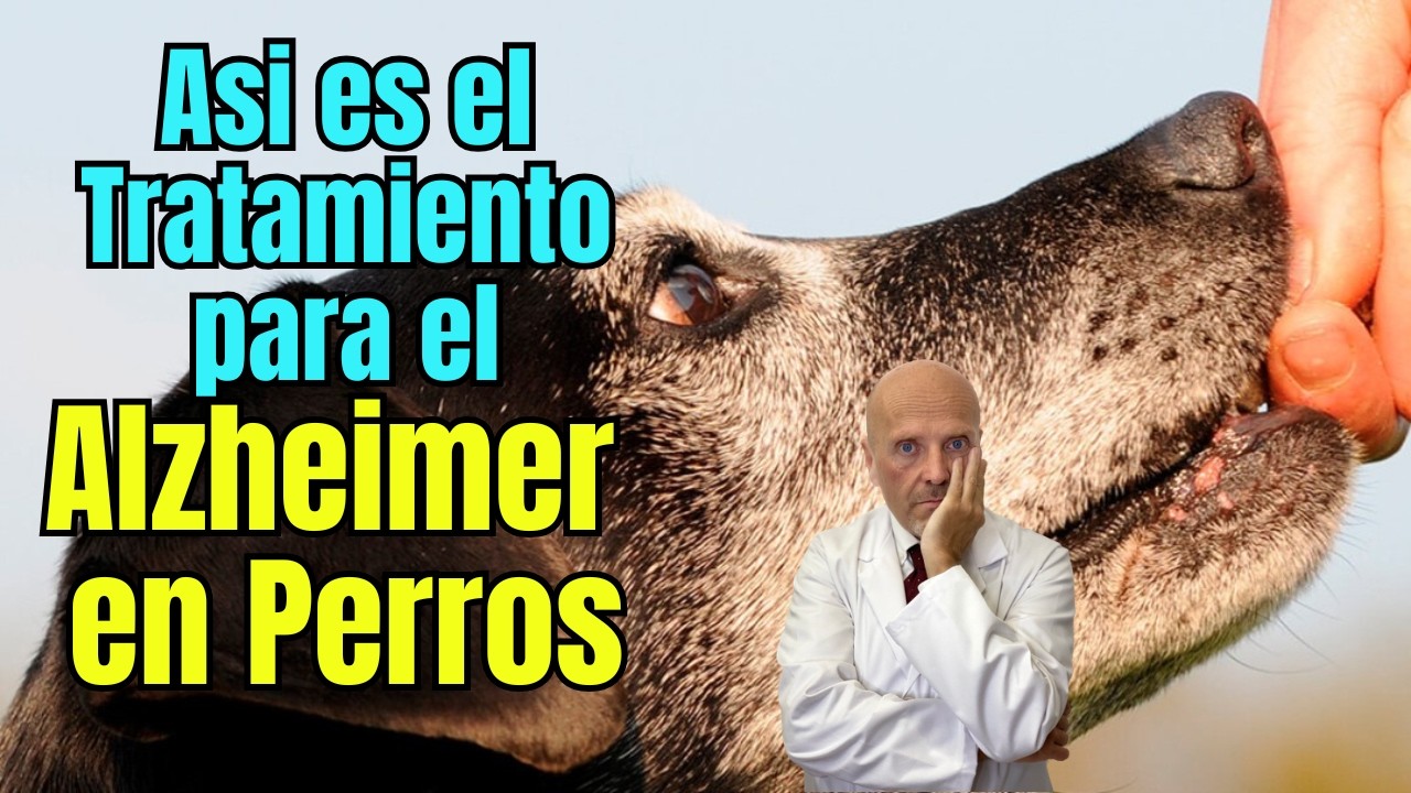 😢🐾ALZHEIMER EN PERROS SINTOMAS Y TRATAMIENTO FARMACOLOGICO 😢🐾