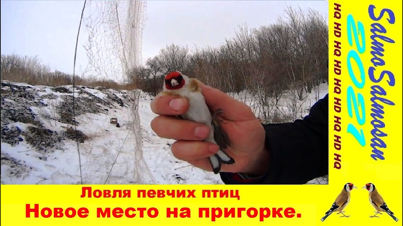 Ловля певчих птиц - Новое место на пригорке.
