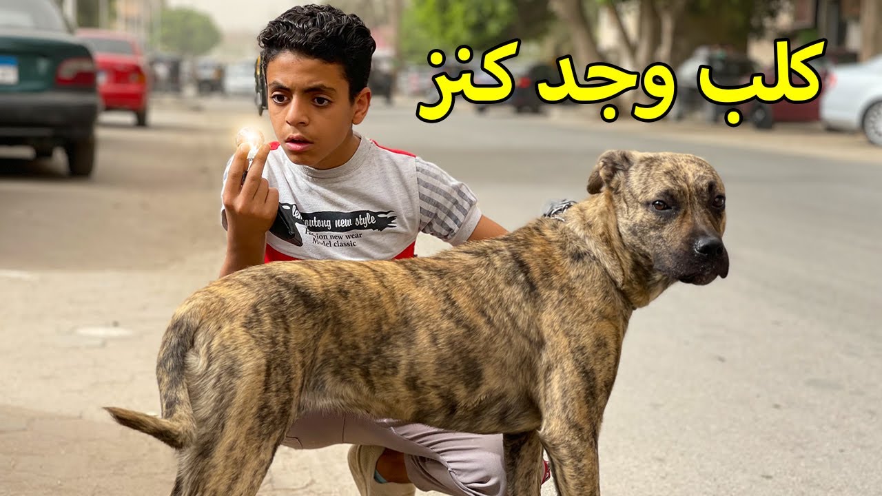 كلب بريسا كناريو وجد كنز .. فماذا فعل صاحب الكلب ؟