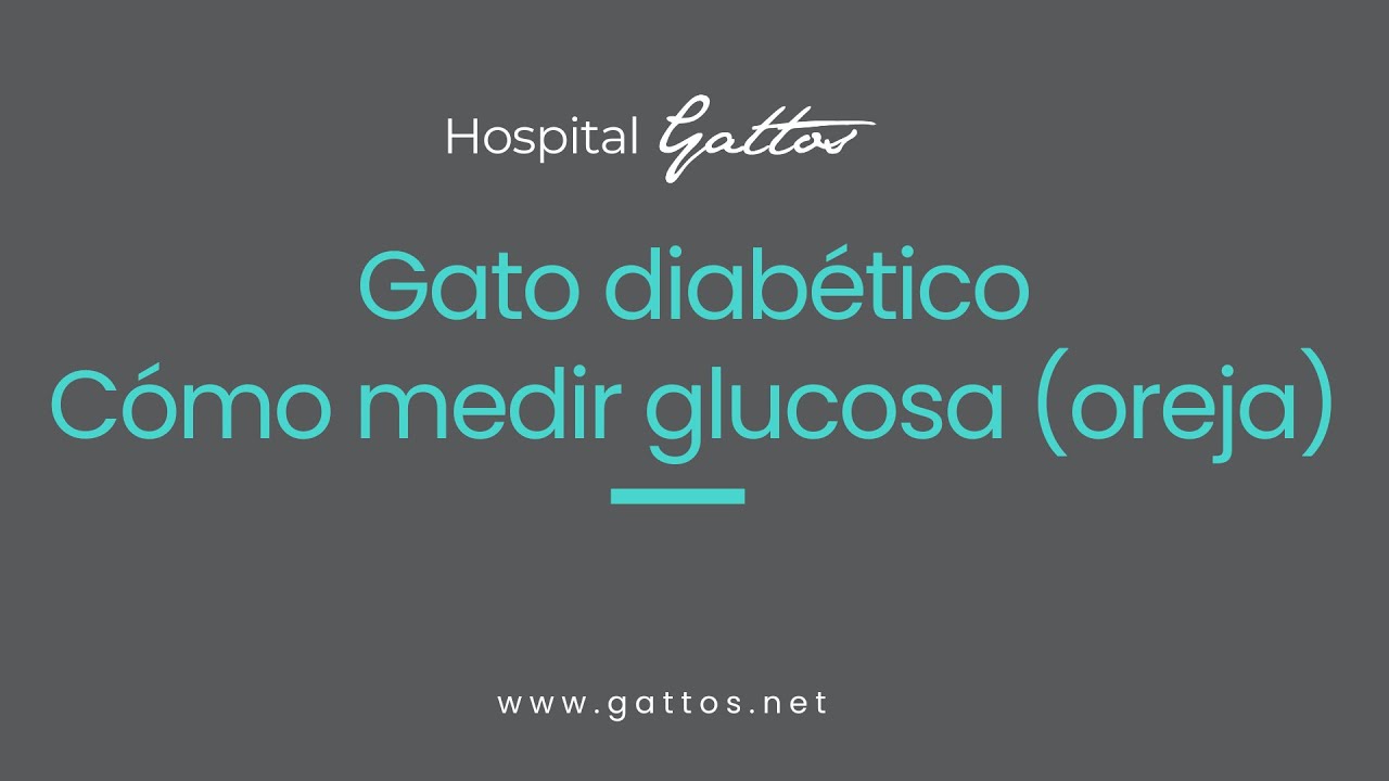 Cómo medir la glucosa en un paciente felino en casa (Oreja)