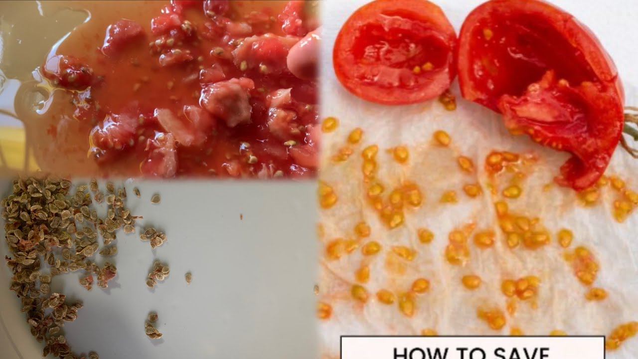 Process Of Saving Tomato seeds|| Don’t Need to Buy seeds Try This Method || 