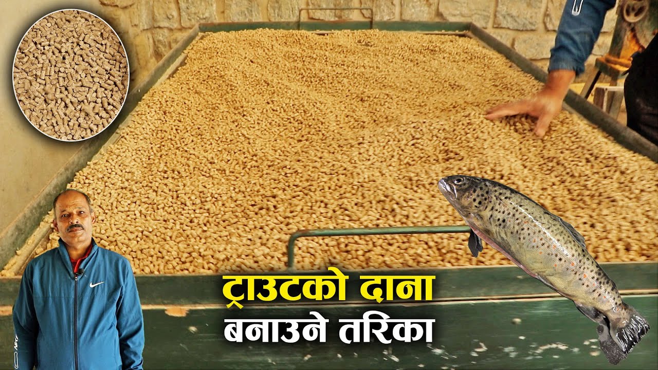 ट्राउट माछाको दाना बनाउने तरिका - Feed raw materials and nutritional feed formulation for trout fish