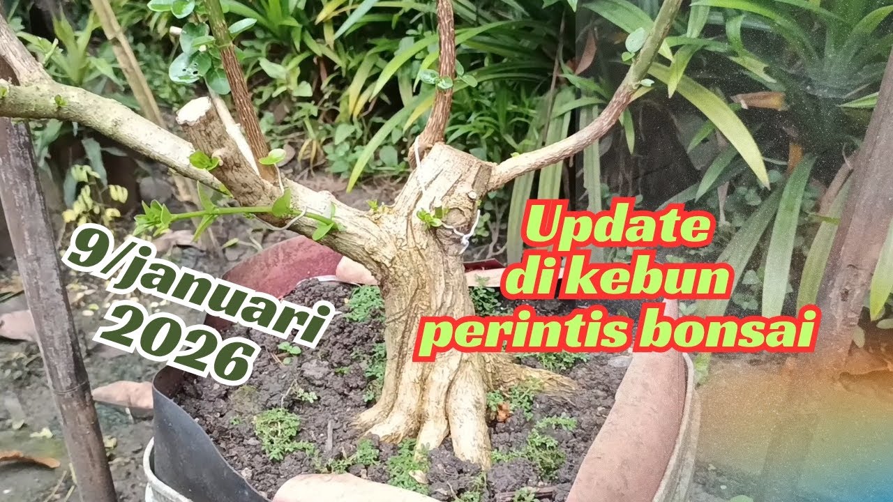 Inspirasi kebun bonsai untuk pemula #bonsai #caraperawatanbonsai #pemula #garden 