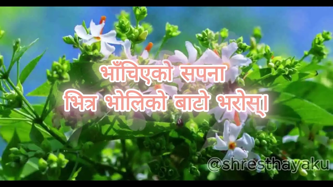 jiwan sada parijatko fyl banosh जीवन सदा पारीजात #viralnepal #nepalimusic #nepalitiktok 