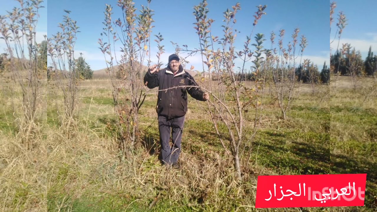 دخلو تشوفو الجديد 💯عند العربي الجزار ، طريقة زبير شجر التفاح🌳🍏🍏