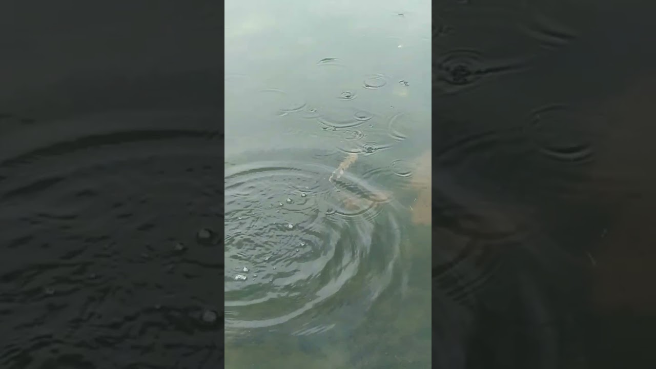 mouse 🐀 swimming #mouse #rat #swimming #youtubeshorts