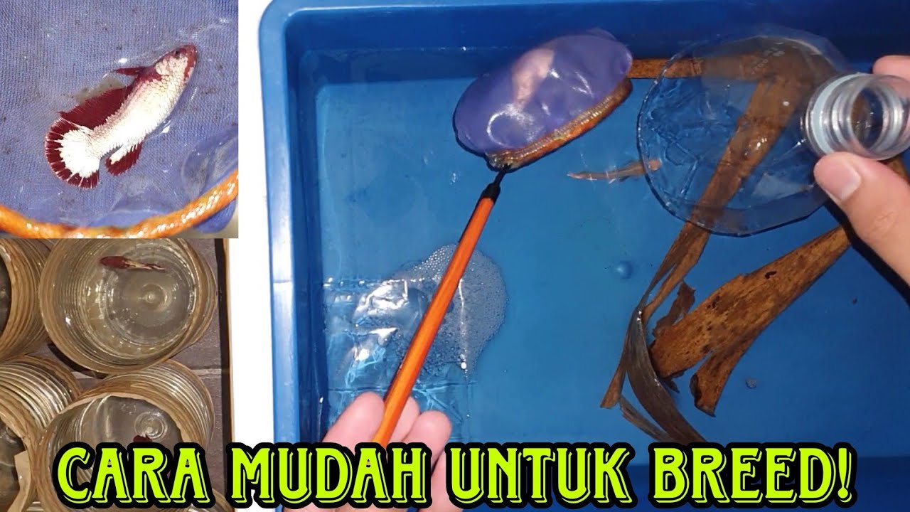 BREEDING INDUK 