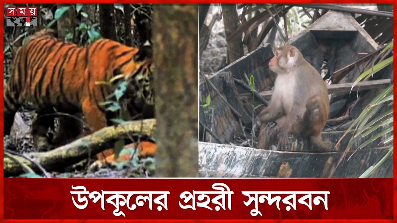 সুন্দরবন দিবস: প্রকৃতি ও প্রাণের রক্ষাকবচ সংরক্ষণের অঙ্গীকার | Sundarbans Day | Somoy TV