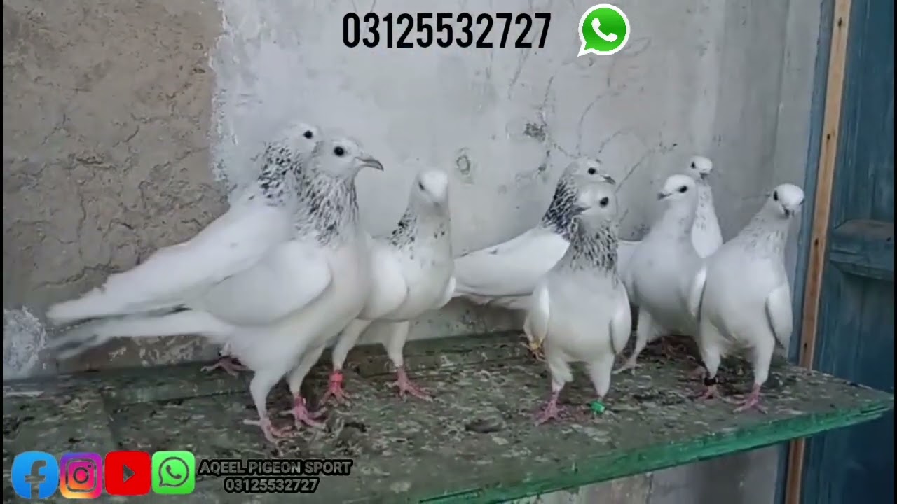 Lal Motiyon Walay Chuhay Kabootar | WhatsApp 03125532727 +10