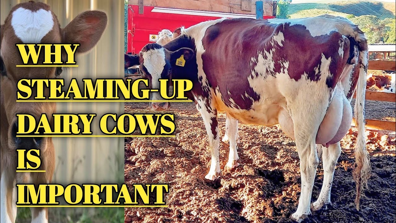 IMPORTANCE OF STEAMING-UP IN DAIRY CATTLE|| ANIMAL HEALTH
