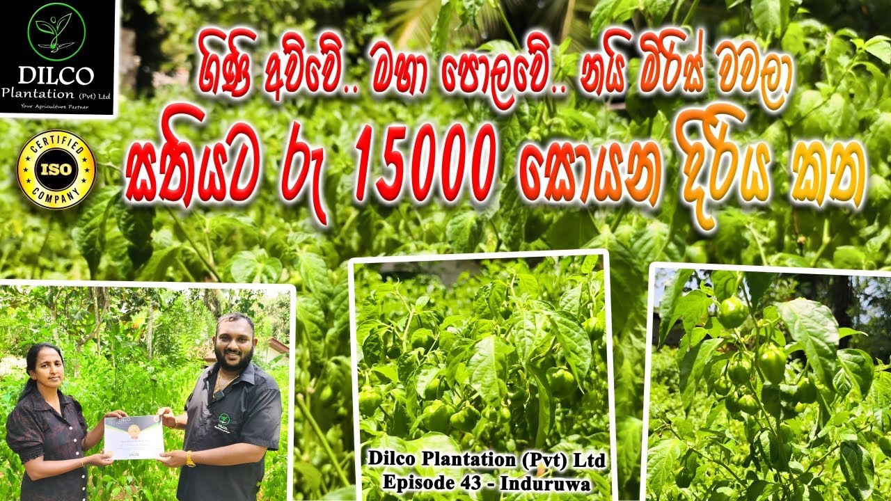 ගිණි අව්වේ මහා පොලවේ 🌱 Scotch Bonnet නයි මිරිස් වගා කරන දිරිය කත 👸 Dilco Plantation - Episode 43