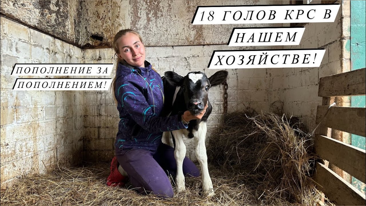 Отёл голштинской Нетели! Первая дойка, кормление теленка и удой первотелки в частном подворье!