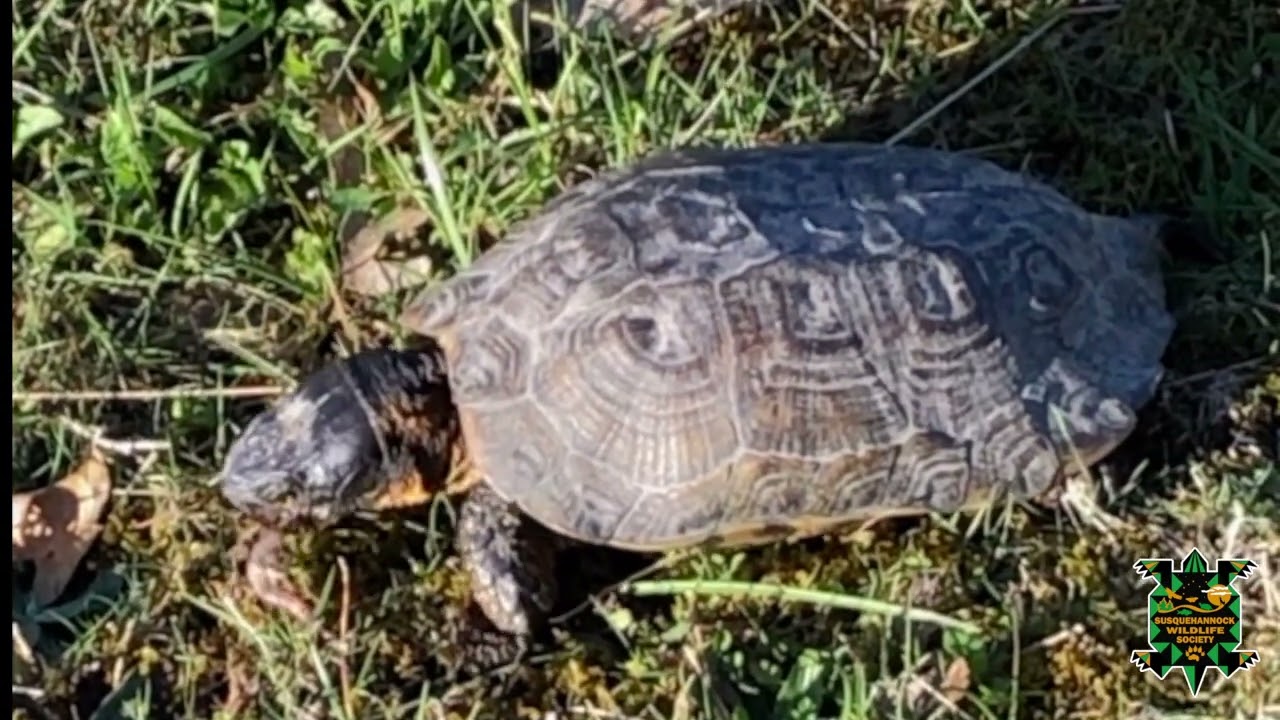 Wood Turtle Worm Stomp Behavior Caught on Video