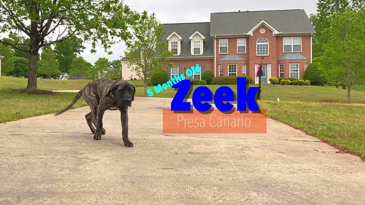 Zeek | 5 Month Old Presa Canario | Atlanta Presa Canario Trainers | Doggie Boot Camp Atlanta