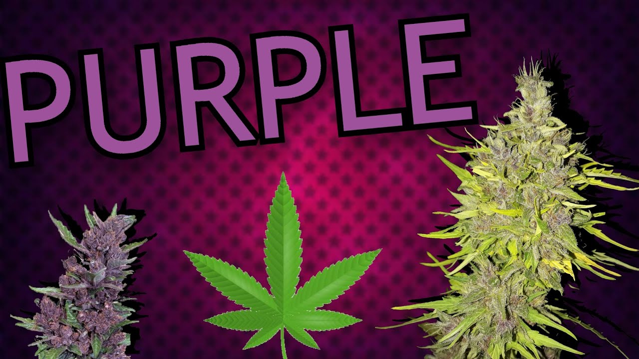 PURPLE AUTOFLORECIENTE A GRANEL