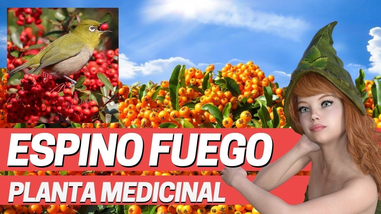 USOS MEDICINALES DEL ESPINO DE FUEGO, PIRACANTA, Plantas medicinales (Pyracantha coccinea)