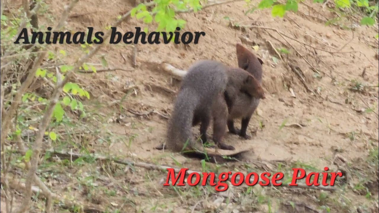 Mongoose Mating Pair | Animal Behaviour