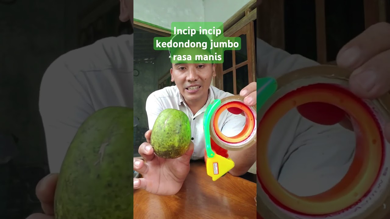 Incip incip kedondong jumbo rasa manis #agrotoko #buah #kedondong