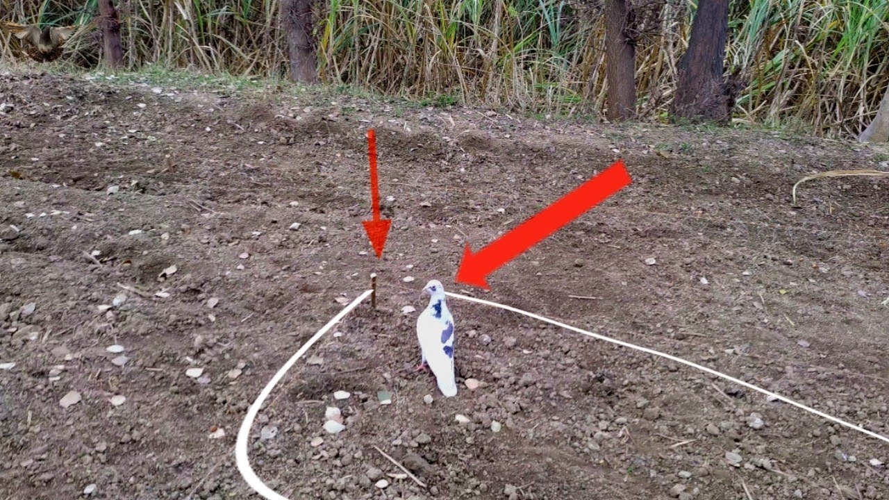 Creative Ideas: Easy bird trap  That works 100% | Player of trap