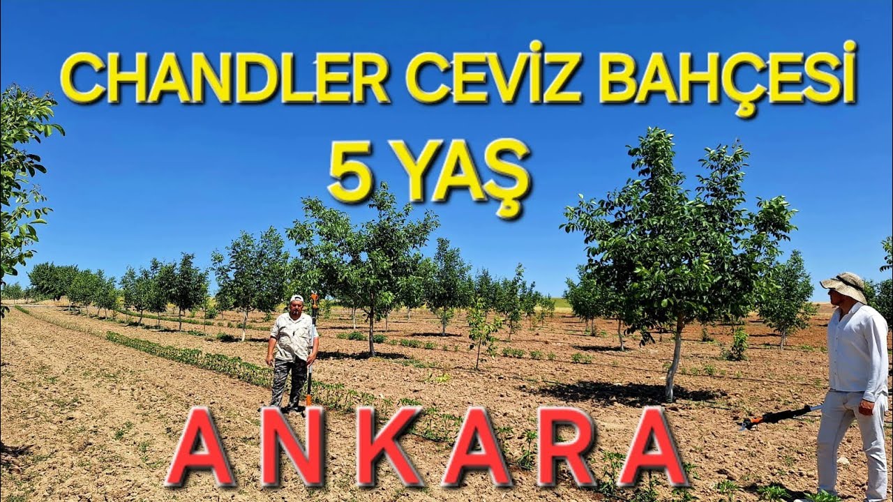 CHANDLER CEVİZ YAZ BUDAMASI 5 YAŞ.ANKARA
