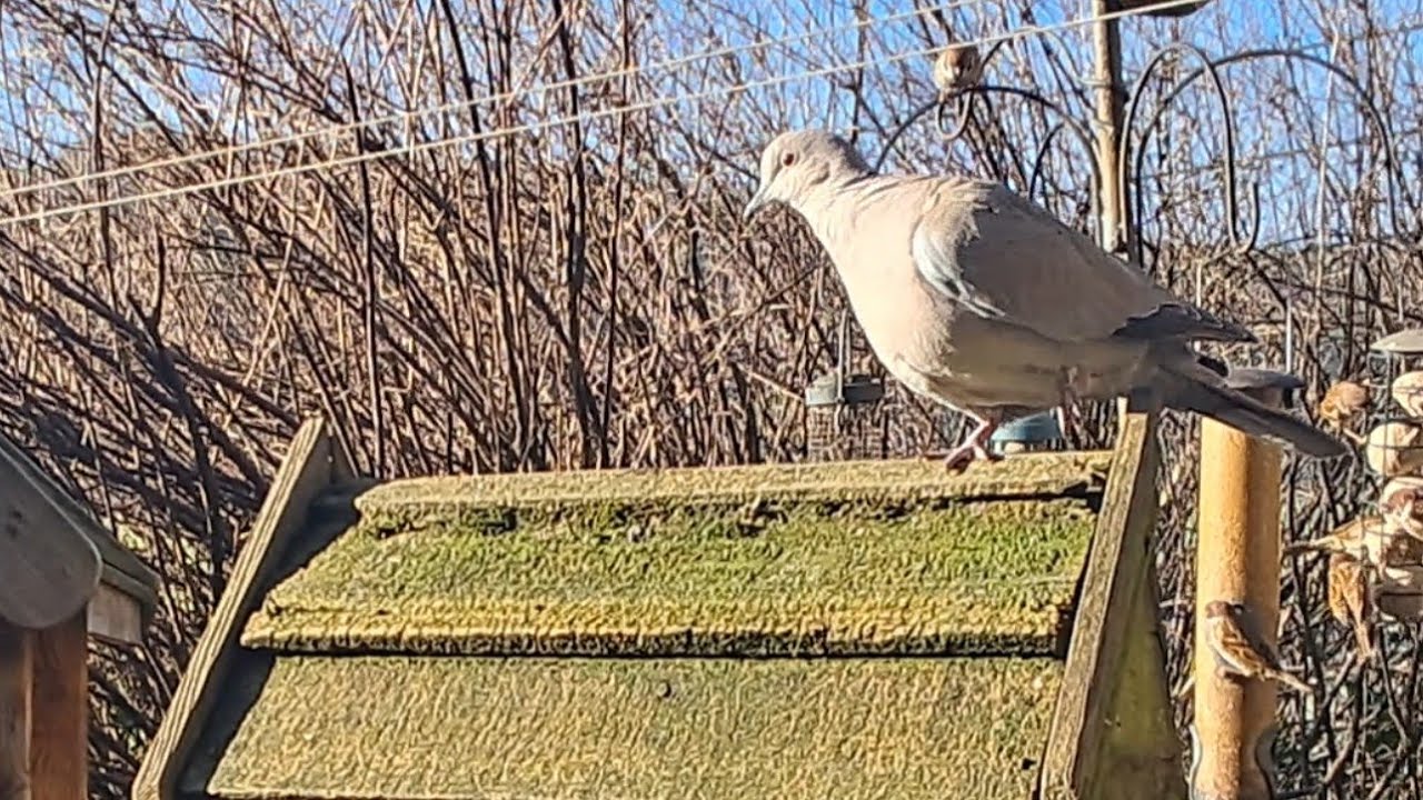 Tuesday morning at willow gap bird house
