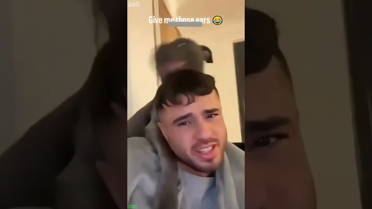 Cute Kittens 😻 funny cats talking 😾 # Part 6841