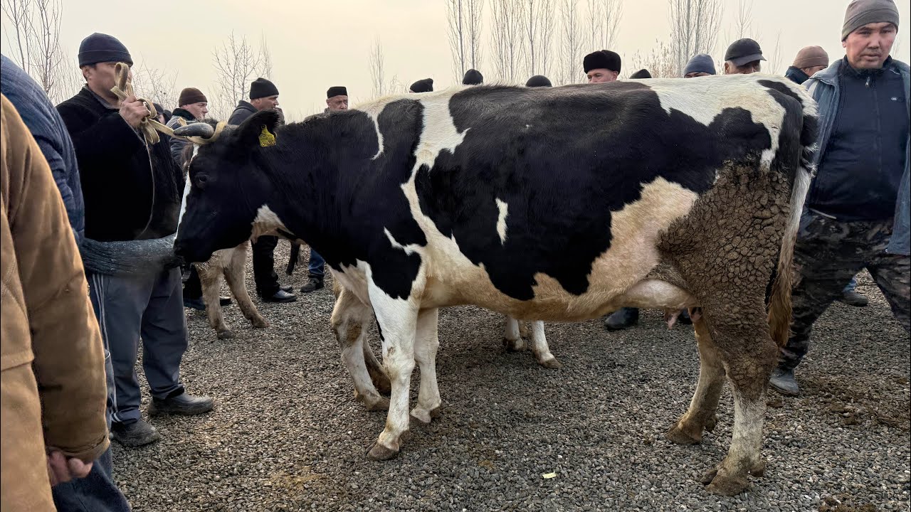 AVVAL CHORVA BOZORI SIGIRLAR VA HUNAJINLAR NARXLARI.31 января 2026 г.