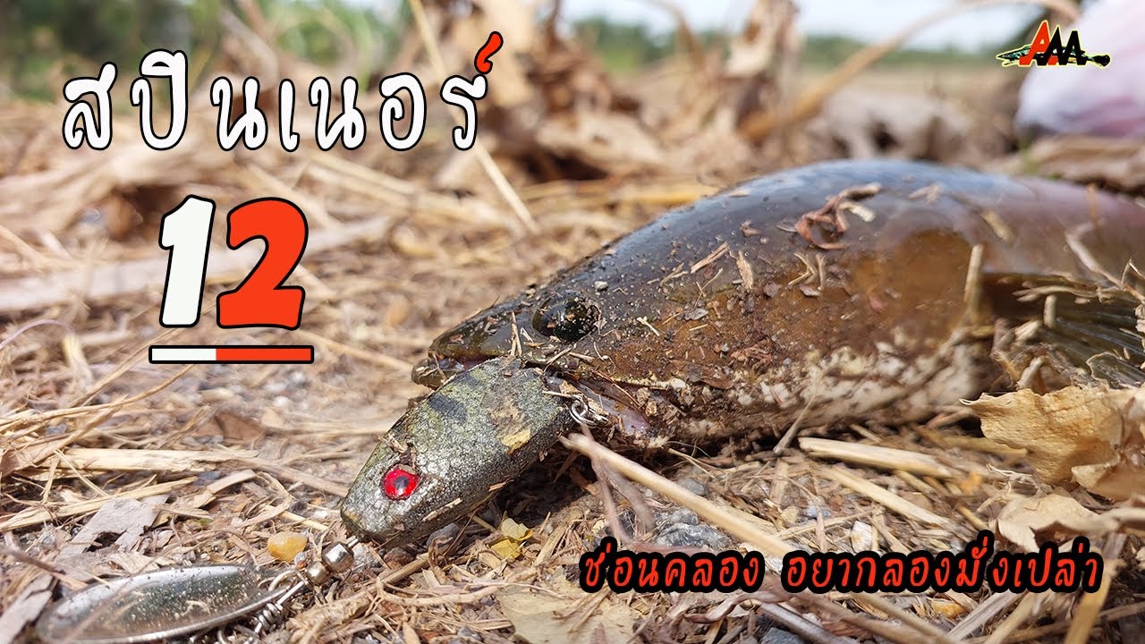 สปินเนอร์12 ตกปลาช่อนคลองอยากลองมั่งมั้ย..! #ตกปลา #fishing #ตกปลาช่อน