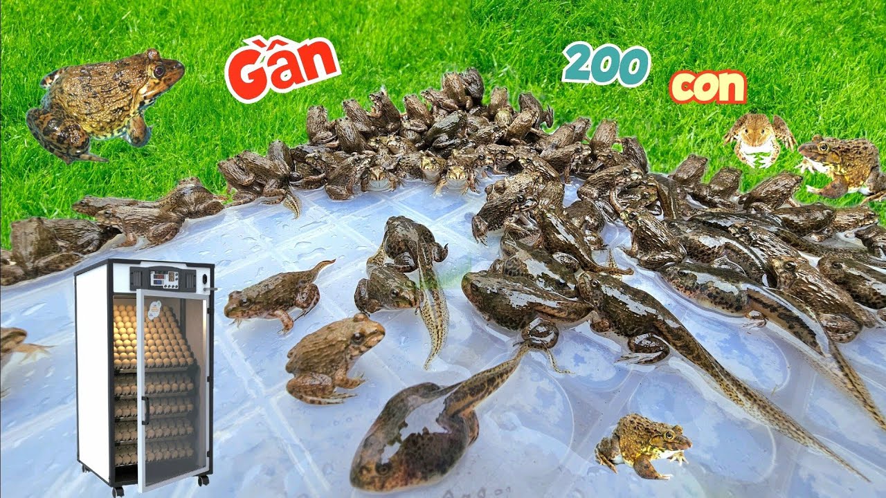 Thay Nước Kiểm Tra Ếch Con - Ấp Trứng Đà Điểu Bằng Máy Mới Và Món Quà Nhỏ Tặng Bà Bố Mẹ / Quế Nghịch