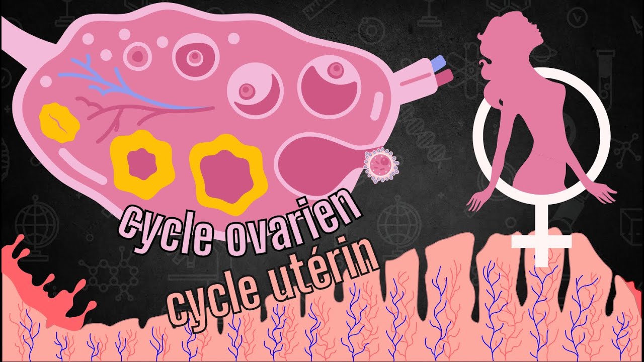 Le cycle ovarien et le cycle utérin (menstruel)