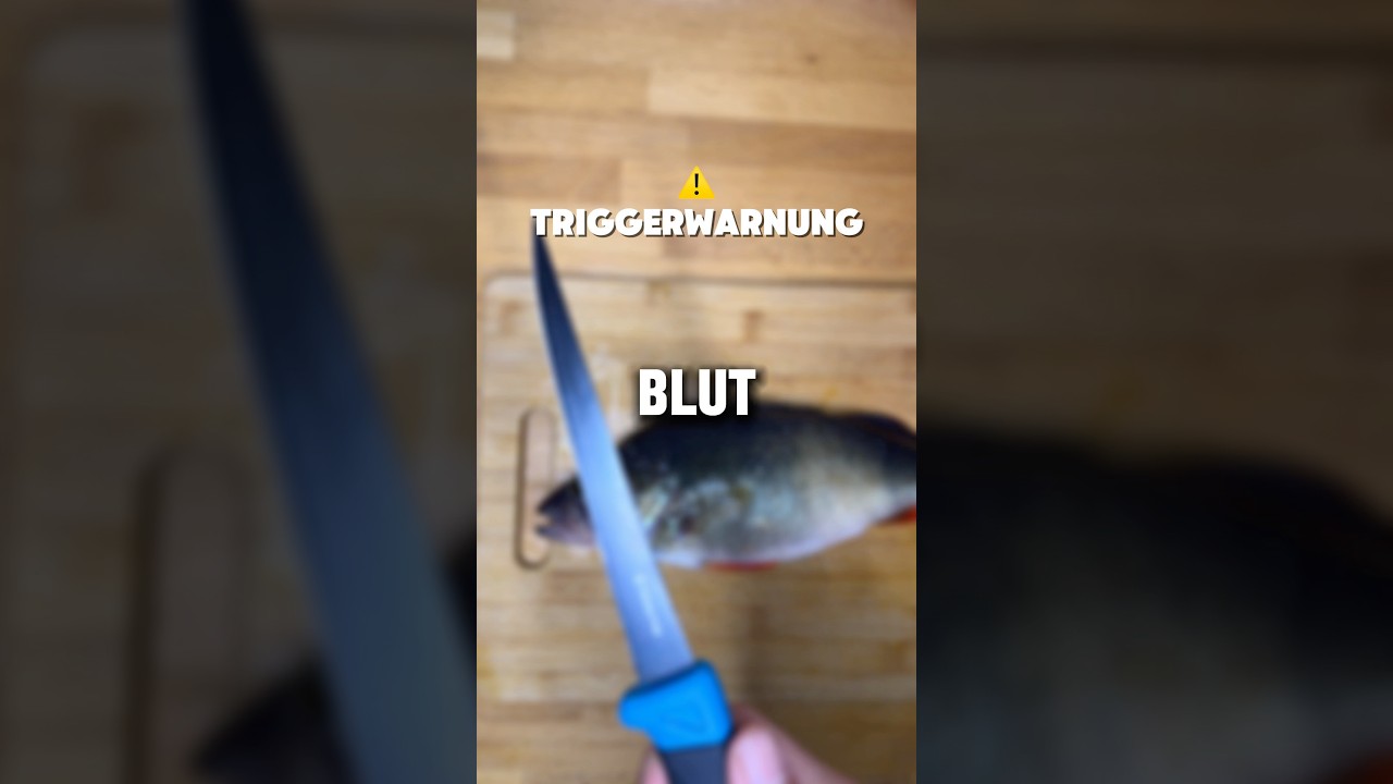 Barsch ausnehmen leicht gemacht | Frischen Barsch ausnehmen | #angeln #barsch