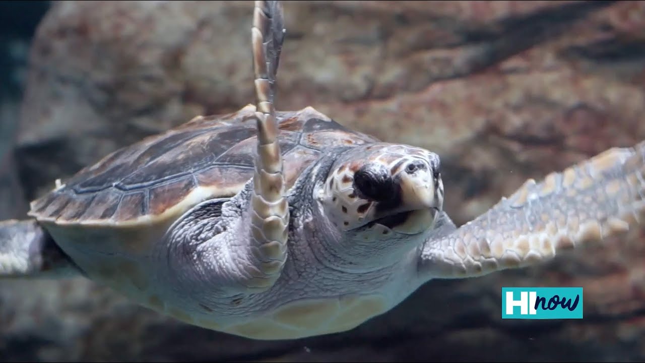 Malama Hawaiʻi Wildlife Fund and Hawaiʻi Wildlife Discovery Center.