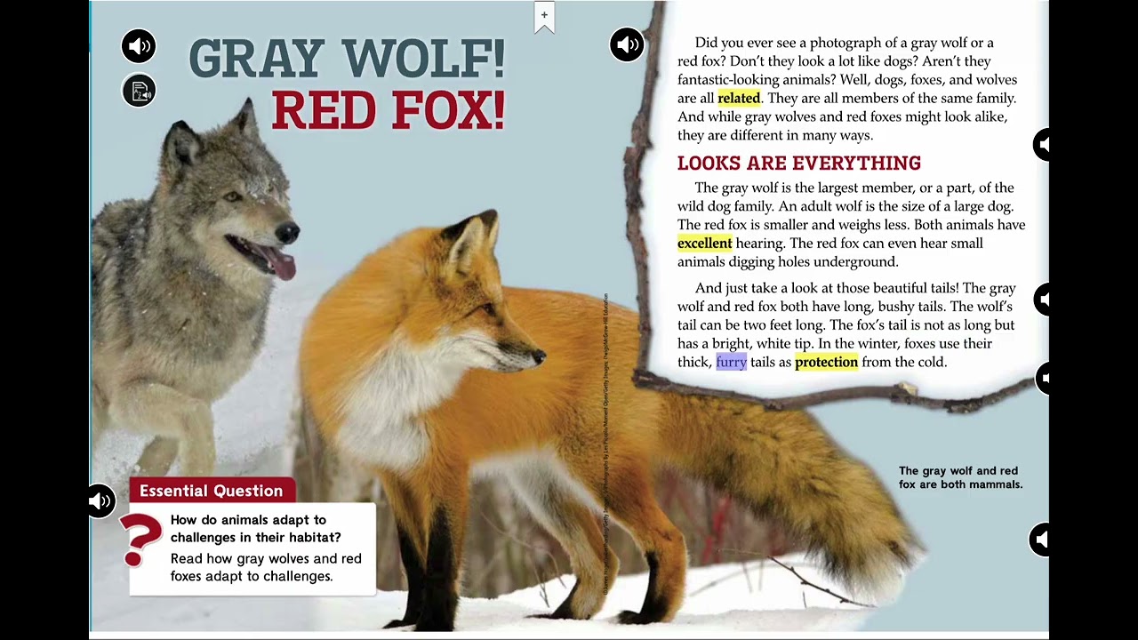 Grey Wolf, Red Fox- Wonders 3rd grade