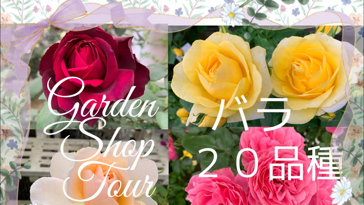 🌹【バラ　２０品種 紹介】バラ好きな方へ