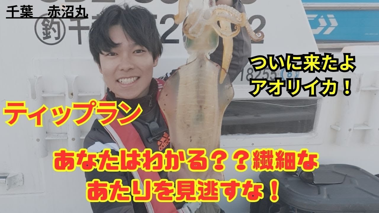 【船ティップラン】神！来たよアオリイカ！この時期なのに船内お祭り騒ぎ！全員キャッチで楽しすぎた！やっぱりあのエギで。。千葉館山赤沼丸