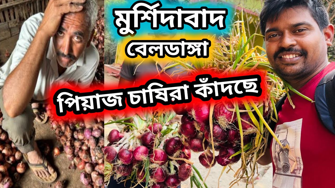 মুর্শিদাবাদের বেলডাঙ্গায় পিয়ালের দাম একদম তলানিতে কৃষক কাঁদছে || onion farmers crying #onion 