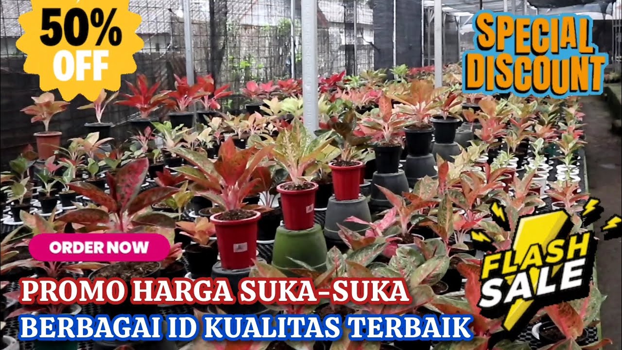 DI AGLONEMA BOJONGSARI  HARGA SUKA-SUKA. BERBAGAI PILIHAN ID KUALITAS TERBAIK SIAP ANGKUT. Eps 1588