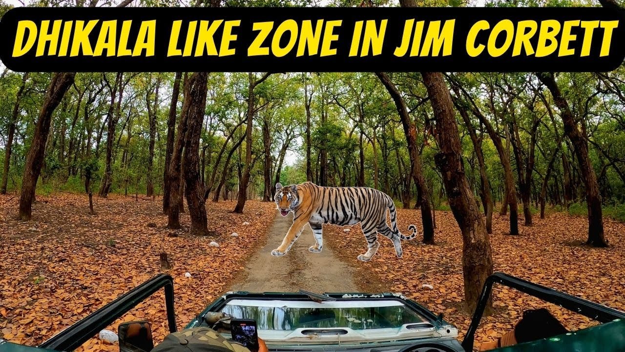 NOT GETTING DHIKALA? BOOK THIS ZONE | JIM CORBETT SAFARI | JIM CORBETT BEST ZONE | PHATO ZONE