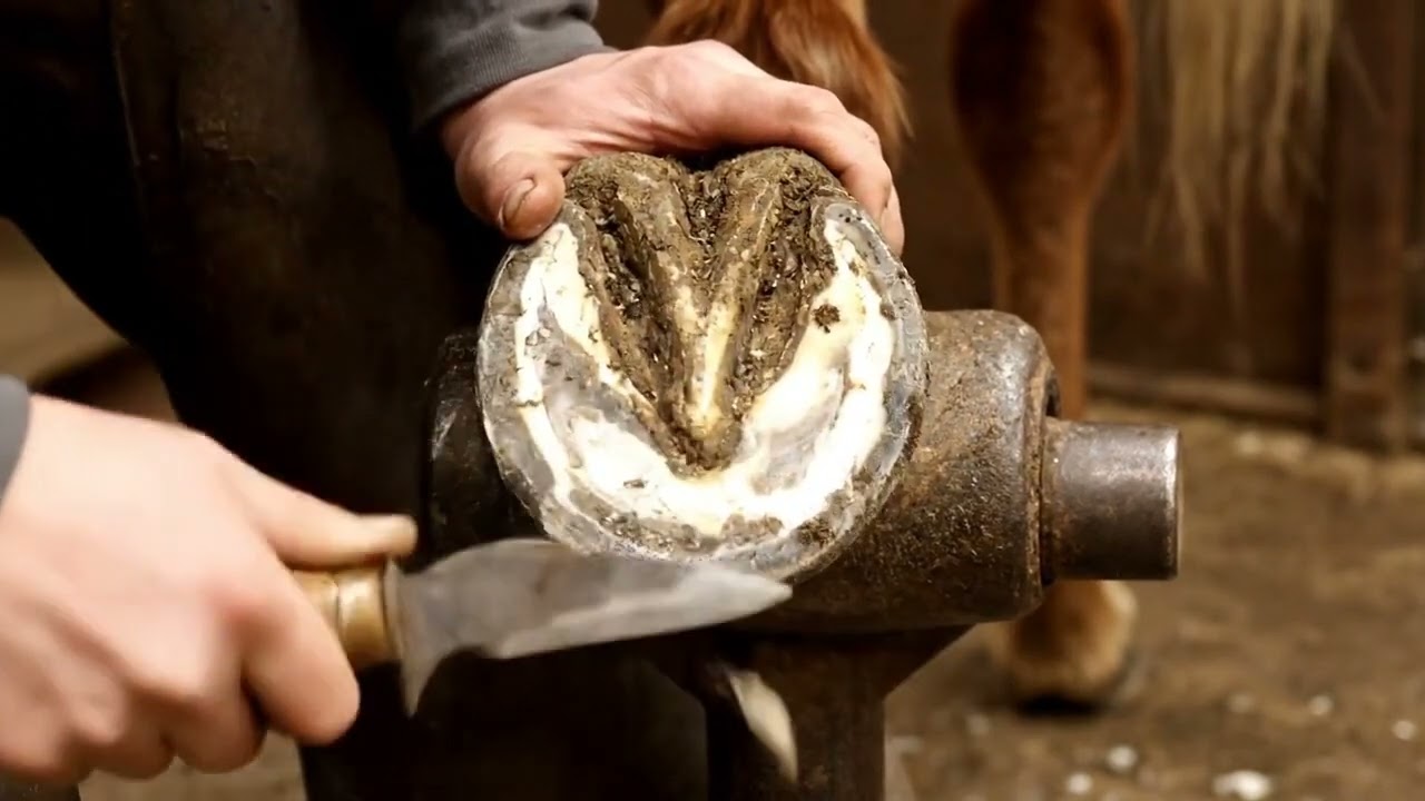 🌱 Conditioning on gravel for trail riders 🧰 #HorseCare #HoofPick #DailyCare