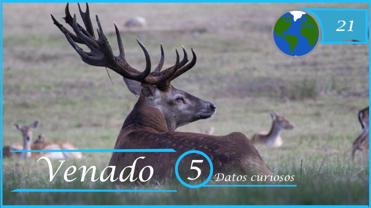 VENADO -5 Datos curiosos-