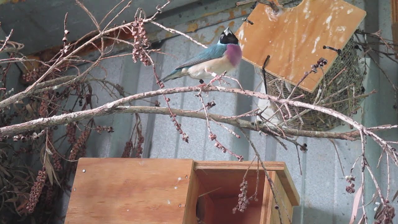 5-6 Baby Gouldians in Nest, all Double Split.  Dad Aussie Yellow Mum Blue.