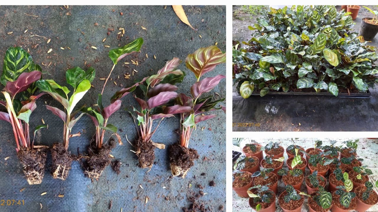 Trồng đuôi công đốm câý mô (Calathea Makoyana Tissue Culture)