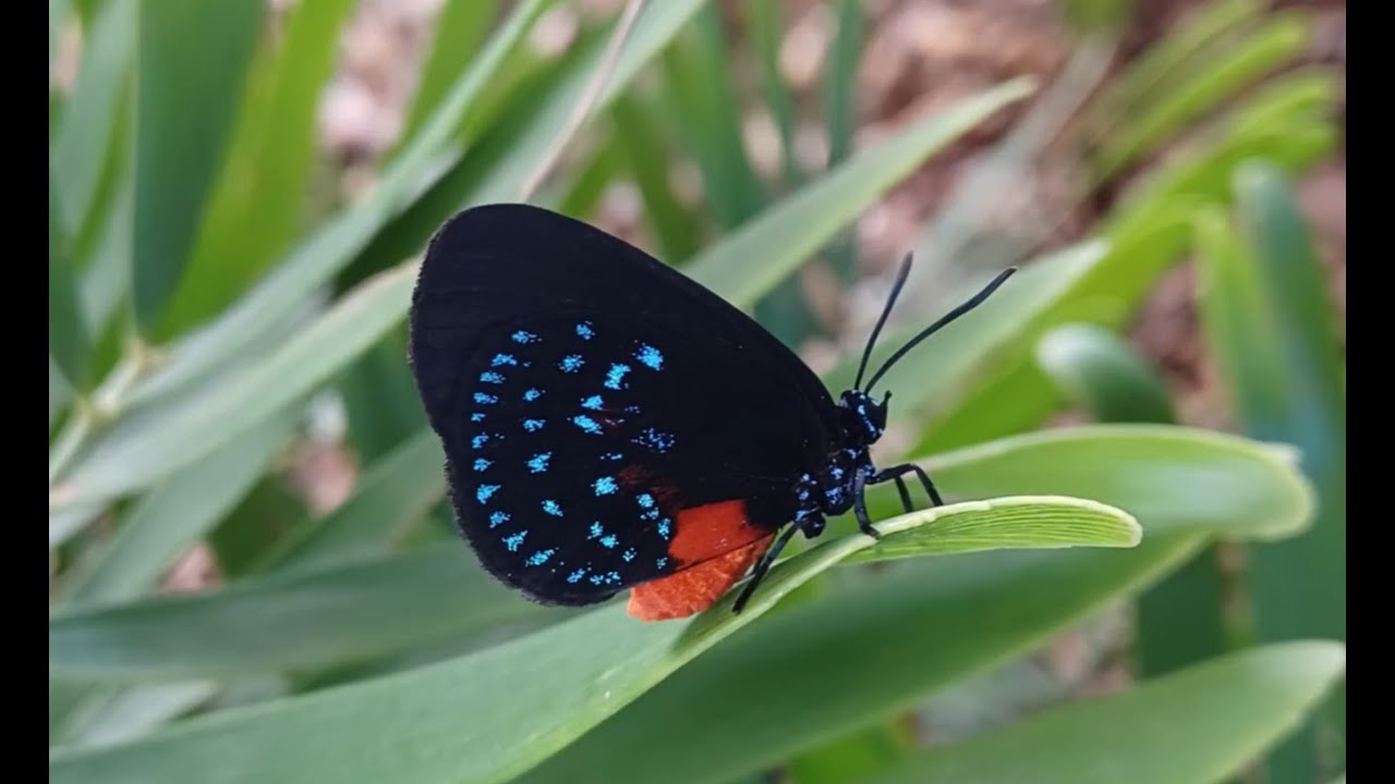 Tropical Insights: A Tale of Urban Conservation: The Atala Butterfly