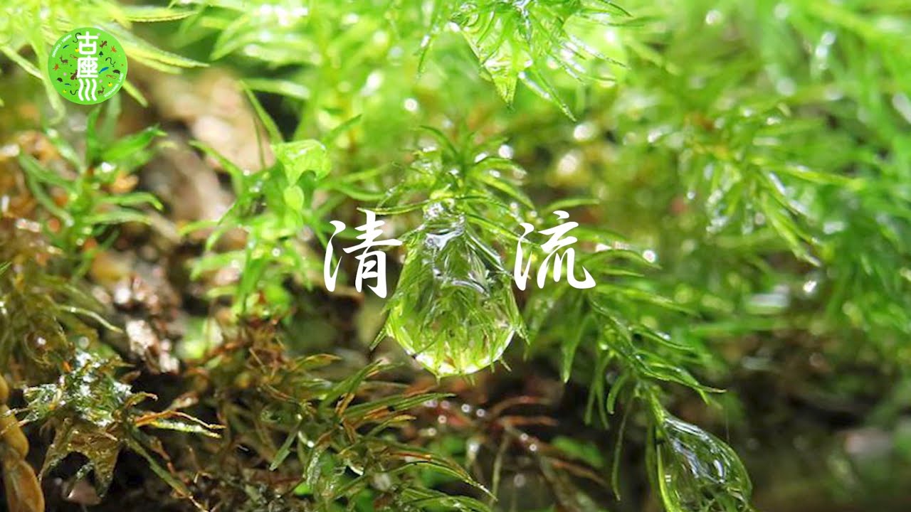 【奥熊野の自然 (和歌山県古座川町)】
