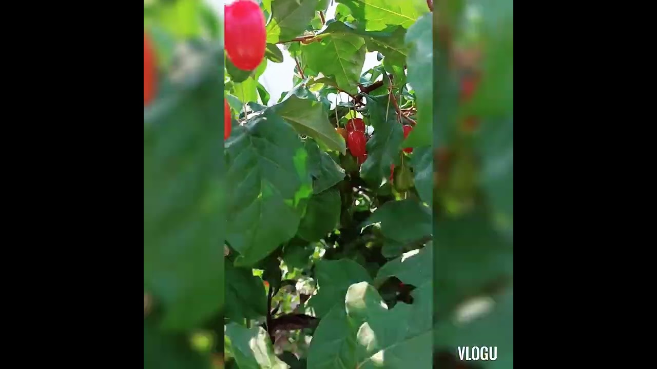 Picking Japanese Silverberries #silverberry #oliveberries @nheannvlogs8863