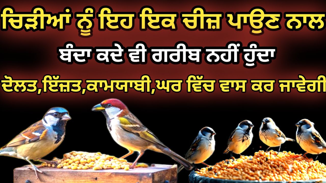 ਚਿੜੀਆ ਨੂੰ ਇਹ ਇਕ ਚੀਜ਼ ਪਾਉਣ ਨਾਲ ਬੰਦਾ ਕਦੇ ਗਰੀਬ ਨਹੀਂ ਹੁੰਦਾ। ਦੋਲਤ ਇਜਤ, ਕਾਮਯਾਬੀ ਘਰ ਵਿੱਚ ਵਾਸ ਕਰ ਜਾਵੇਗੀ। 