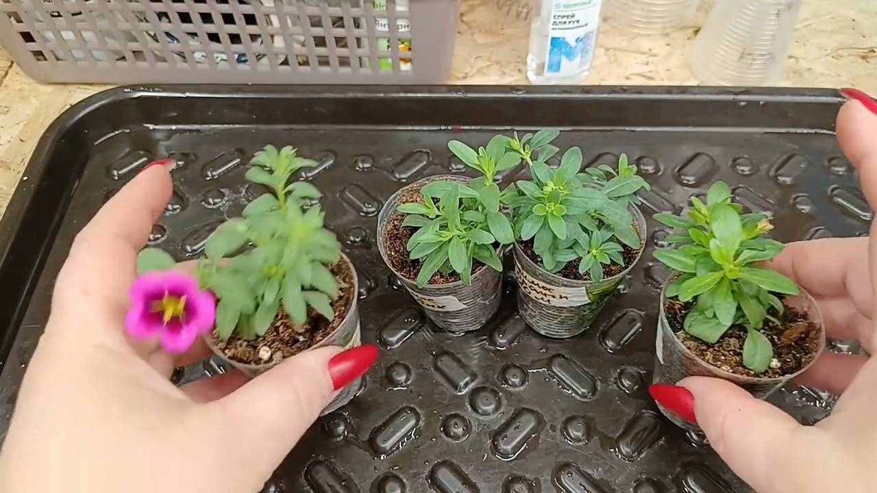 🤩С ней нужно на ВЫ.👸Её величество калибрахоа. 👸Уход, черенкование.🌸